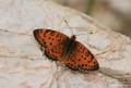 Melitaea  syriaca ()